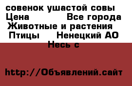 совенок ушастой совы › Цена ­ 5 000 - Все города Животные и растения » Птицы   . Ненецкий АО,Несь с.